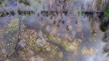 Hava manzaralı, yukarıdan aşağıya. İlkbaharda bir çayırı sular altında bırakan doğal, dolambaçlı orman nehri. Doğa rezervi. Yüksek kalite 4k görüntü