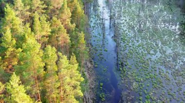 Hava görüntüsü. Güzel orman manzarası. Bataklık ormanının üzerinden uçmak. Eski kozalaklı orman. Güneşin doğuşu ağaçların tepelerinde parlıyor..