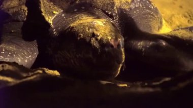 Nadir bulunan, nesli tükenmekte olan bir kaplumbağa türünün portresi. Deri sırtlı deniz kaplumbağası Dermochelys Coriacea, Tobago 'daki bir sahilde yuvayı örtüyor ve maskeliyor. Yüksek kaliteli FullHD görüntüler