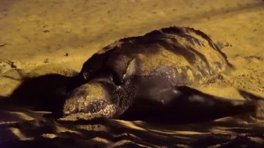 Nadir bulunan, nesli tükenmekte olan bir kaplumbağa türü. Deri sırtlı deniz kaplumbağası Dermochelys Coriacea, bir Tobago plajındaki yuvayı örtüyor ve maskeliyor. Yüksek kaliteli FullHD görüntüler