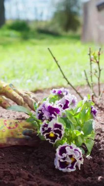 Dikey ekran görüntüleri. İlkbaharda Violaceae ailesinin çiçeklerini dikiyorum. Bahar bahçesi işi. Bahçıvan menekşe çiçeği dikiyor. Yüksek kaliteli FullHD görüntüler
