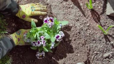 İlkbaharda Violaceae ailesinin çiçeklerini dikiyorum. Bahçede bahar işi. Bahçıvan menekşe çiçeği yetiştirir. Tepeden tırnağa. Yüksek kaliteli FullHD görüntüler