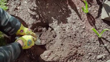 Bir bahçıvan çiçek dikmek için arka bahçede bir çukur kazar. Tepeden tırnağa. Yavaş çekim 100 fps. Yüksek kaliteli FullHD görüntüler
