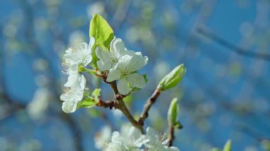 Çiçek açan erik dalının mavi gökyüzü arka planına yakın plan. Yavaş çekim 100 fps. Yüksek kaliteli FullHD görüntüler