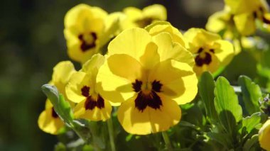 İlkbaharda Violaceae ailesinin sarı çiçeklerinin yakın çekimi. Bahçe yatağında. Bahçeye bahar geldi. Yavaş çekim 100 fps. Yüksek kaliteli FullHD görüntüler