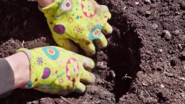 Baharda bahçıvanlık. Bahçıvan çiçek dikmek için elleriyle yatakta bir delik açıyor. Yukarıdan aşağıya doğru. Yavaş çekim 100 fp. Yüksek kaliteli FullHD görüntüler