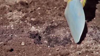 Baharda bahçıvanlık. Kürek ve ellerle çiçek dikmek için yatak hazırlayan bir bahçıvanın yakın çekimi. Yavaş çekim 100 fp. Yüksek kaliteli FullHD görüntüler