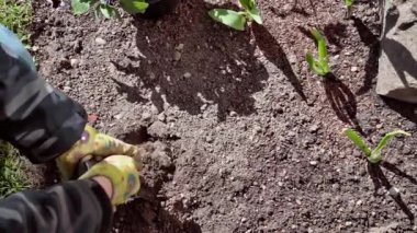 Bahar bahçesi işi. Çiçek dikmek için yatakta bir delik açmak. Yukarıdan aşağıya doğru. Malçlama. Yavaş çekim 100 fp. Yüksek kaliteli FullHD görüntüler