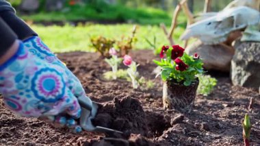 Baharda arka bahçedeki bir yatağa çiçek dikmek. Malç ve çiçeklerle dolu bir yatak. Yavaş çekim 100 fp. Yüksek kaliteli FullHD görüntüler