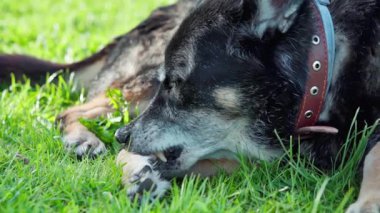 Yaşlı, siyah bir köpeğin ön patisini dişleri ve diliyle tımar edişinin yakın çekimi. Barınak köpeği. 13 yaş üstü yaşlı bir köpek. Yavaş çekim 100 fp. Yüksek kaliteli FullHD görüntüler