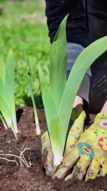 Dikey görüntü. Bahçeye bahar ekimi. Bahçıvan, bahçesinde saman olan bir yatakta süsen çiçeği nakleder. Yavaş çekim 100 fp. Yüksek kaliteli FullHD görüntüler