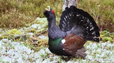 Tünemiş bir kapariilinin yakın çekimi. Çam ormanındaki lek alanında bir erkek kapari. Doğa rezervi. Yüksek kalite 4k görüntü