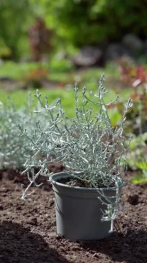 Dikey video. Calocephalus çalısı. Bahçıvan bir yatakta bahar bitkileri yetiştirir. Baharda bahçıvanlık. Yüksek kaliteli FullHD görüntüler