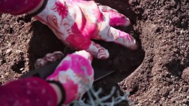 Bahçıvan, Calocephalus çalısı dikmek için bir yatak kazıyor. Bahçıvan bir yatakta bahar bitkileri yetiştirir. Baharda bahçıvanlık. Yüksek kaliteli FullHD görüntüler