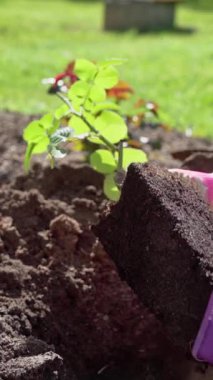 Dikey video. Bahar bahçesi işi. Yakın plan, bahçıvan gül fidelerini yataktaki bir deliğe koyar. Gül ekiyorum. Yavaş çekim 100 fps. Yüksek kaliteli FullHD görüntüler