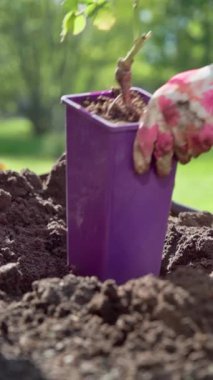 Dikey video. Bir bahçıvanın deliğin derinliğini kontrol etmek için bahçedeki bir deliğe gül saksısı koyduğu yakın plan. Yavaş çekim 100 fps. Yüksek kaliteli FullHD görüntüler