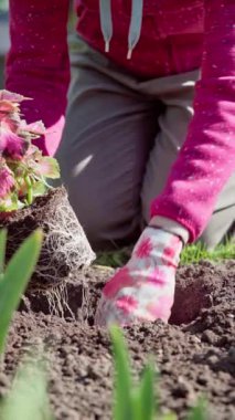 Dikey video. Bahçıvan bahçeye süs bitkisi Coleus Blumei, Solenostemon Scutellarioides diker. Bahçıvan bahçe yatağına bahar bitkileri eker. Yüksek kaliteli FullHD görüntüler