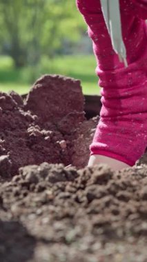 Dikey video. Yakın plan, bahçedeki bahçıvan elinde küçük bir kürekle bahar çiçeklerini dikmek için yatağında derin bir çukur kazıyor. Yavaş çekim 100 fps. Yüksek kaliteli FullHD görüntüler