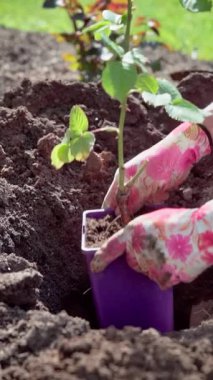 Dikey video. Bir bahçıvanın deliğin derinliğini kontrol etmek için bahçedeki bir deliğe gül saksısı koyduğu yakın plan. Yüksek kaliteli FullHD görüntüler