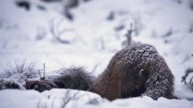 Kış ormanındaki tilki. Tilki, Vulpes vulpes, ölü bir yaban domuzu yiyor, etrafa bakıyor, sırtından kar temizliyor. Kışın vahşi hayvanlar hayatta kalır. Yüksek kalite 4k görüntü