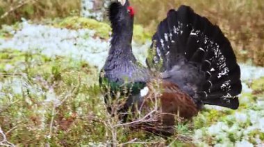 Tünemiş bir kapariilinin yakın çekimi. Çam ormanındaki lek alanında bir erkek kapari. Doğa rezervi. Yüksek kalite 4k görüntü