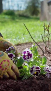 Dikey ekran video. Bahçe görevlisi baharda Violaceae ailesinin çiçeklerini dikiyor. Bahar bahçesi işi. Yüksek kaliteli FullHD görüntüler