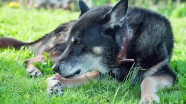 Yaşlı, siyah köpek ön patisini dişleri ve diliyle tımar ediyor. Barınak köpeği. 13 yaş üstü yaşlı bir köpek. Yavaş çekim 100 fp. Yüksek kaliteli FullHD görüntüler
