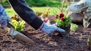 Çiçek dikmek için kürekle çukur kazan bir bahçıvanın yakın çekimi. Bahçıvanlık. Hobi olarak bahçıvanlık. Yavaş çekim videosu 100fps. Yüksek kaliteli FullHD görüntüler