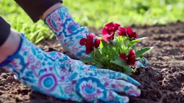 Bir bahçıvanın yeni dikilmiş kırmızı bir çiçeğin etrafını düzleştirdiği yakın plan. Bahar bahçesi işi. Hobi olarak bahçıvanlık. Yavaş çekim videosu 100fps. Yüksek kaliteli FullHD görüntüler