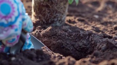Bahçeye çiçek dikmek için bahçe yatağında kürekle çukur kazan bir bahçıvanın yakın çekimi. Bahçede bahar işi. Hobi olarak bahçıvanlık. Yavaş çekim videosu 100fps. Yüksek kaliteli FullHD görüntüler