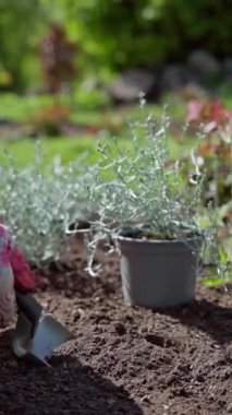 Dikey video. Bahçıvan, Calocephalus çalısı dikmek için bir yatak kazıyor. Bahçıvan bir yatakta bahar bitkileri yetiştirir. Baharda bahçıvanlık. Yüksek kaliteli FullHD görüntüler