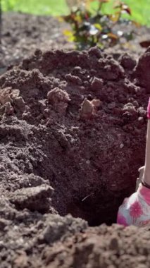 Dikey video. Yakın plan, bahçedeki bahçıvan elinde küçük bir kürekle bahar çiçeklerini dikmek için yatağında derin bir çukur kazıyor. Yavaş çekim 100 fps. Yüksek kaliteli FullHD görüntüler