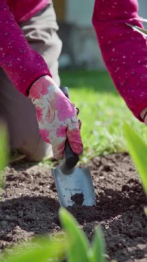 Dikey video. Bahçıvan, süs bitkisi Coleus Blumei, Solenostemon Scutellarioides, baharda baharda bahçe işleri için küçük bir kürekle bir yatak kazar. Yüksek kaliteli FullHD görüntüler