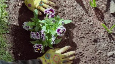 İlkbaharda Violaceae ailesinin çiçeklerini dikiyorum. Bahar bahçesi işi. Bahçıvan menekşe çiçeği yetiştirir. Yüksek kaliteli FullHD görüntüler
