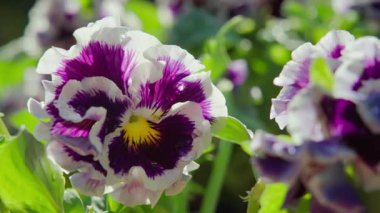 İlkbaharda Violaceae ailesinin menekşe beyazı çiçeklerinin yakın çekimi. Bahçe yatağında. Bahçeye bahar geldi. Yavaş çekim 100 fps. Yüksek kaliteli FullHD görüntüler