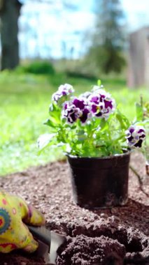 Dikey ekran görüntüleri. Bir bahçıvan çiçek dikmek için arka bahçesine çukur kazar. Yavaş çekim videosu 100fps. Yüksek kaliteli FullHD görüntüler