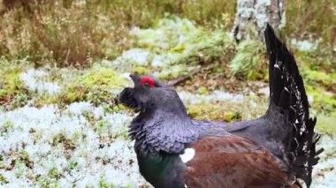 Tünemiş bir kapariilinin yakın çekimi. Çam ormanındaki lek alanında bir erkek kapari. Doğa rezervi. Yüksek kalite 4k görüntü