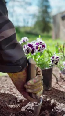 Dikey ekran video. Bahçıvanın biri çiçek dikmek için baharda küçük bir kürekle yatakta çukur kazar. Yavaş çekim 100 fp. Yüksek kaliteli FullHD görüntüler