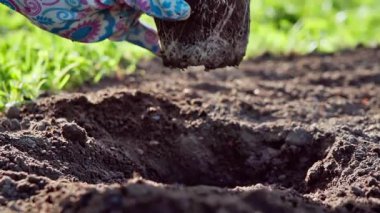 Dikey ekran video. Bir bahçıvan bahar çiçek tarlasına kırmızı çiçekler eker. Yavaş çekim 100 fp. Yüksek kaliteli FullHD görüntüler