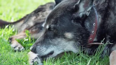 Yaşlı, siyah köpek ön patisini dişleri ve diliyle tımar ediyor. Barınak köpeği. 13 yaş üstü yaşlı bir köpek. Yavaş çekim 100 fp. Yüksek kaliteli FullHD görüntüler