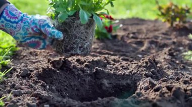 Bahçıvanın biri baharda sarı çiçekleri dikmek için küçük bir kürekle yatakta çukur kazıyor. Yavaş çekim 100 fp. Yüksek kaliteli FullHD görüntüler