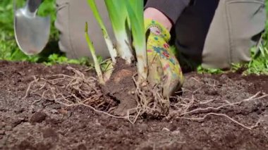 Baharda bahçıvanlık. Bir bahçıvanın süsen dikerken yakın çekimi. Yavaş çekim 100 fp. Yüksek kaliteli FullHD görüntüler