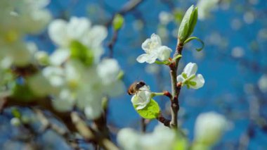 Çiçekli bir erik dalında nektar toplayan bir bal arısının yakın çekimi. Yavaş çekim 100 fps. Yüksek kaliteli FullHD görüntüler.