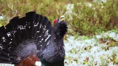 Tünemiş bir kapariilinin yakın çekimi. Çam ormanındaki lek alanında bir erkek kapari. Doğa rezervi. Yüksek kalite 4k görüntü