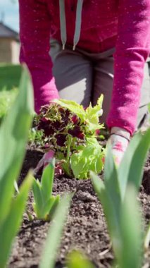 Dikey video. Baharda bahçede bahar işi. Bahçıvan çiçek tarlasına çiçek eker. Süsenli çiçek tarhı. Yavaş çekim videosu 100fps. Yüksek kaliteli FullHD görüntüler