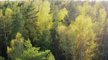 Güneşli baharda, yaprak döken bir ormanın üzerinde insansız hava aracı uçuşu. Yüksek kalite 4k görüntü