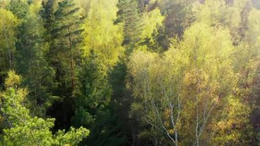 Güneşli baharda, yaprak döken bir ormanın üzerinde insansız hava aracı uçuşu. Yüksek kalite 4k görüntü