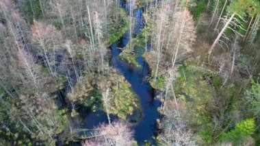 Hava görüntüsü. İlkbaharda ormanın üzerinde insansız hava aracı uçuşu. Yüksek kalite 4k görüntü