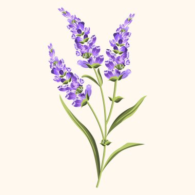 Realistic sprig of lavender in lilac color with green stem and leaves