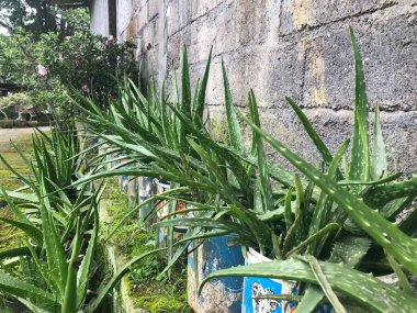 Yeşil ve doğa aloe vera bitkisi arka bahçedeki evde.